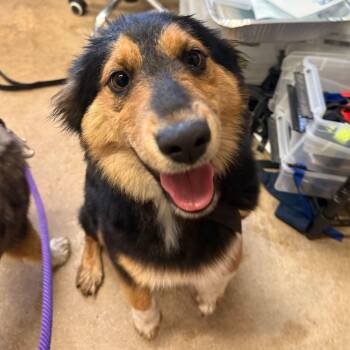 Australian Shepherd Dogs Available for Adoption - CHEESEBALL | PetCurious