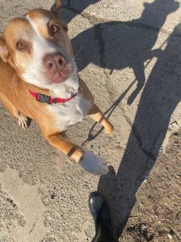 Pit Bull Terrier Dogs Available for Adoption in Pine Grove, Pennsylvania - Cookie | PetCurious