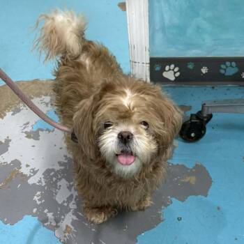 Shih Tzu Dogs Available for Adoption in Rocky Mount, Virginia - Crouton | PetCurious