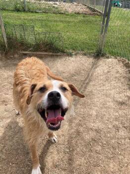 Abby -  Parson Russell Terrier and Border Collie Dog for Adoption in Silver Spring, Maryland - Abby | PetCurious