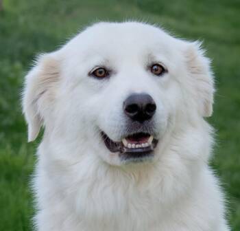 Venus -  Great Pyrenees Dog for Adoption in Nashville, Tennessee - Venus | PetCurious