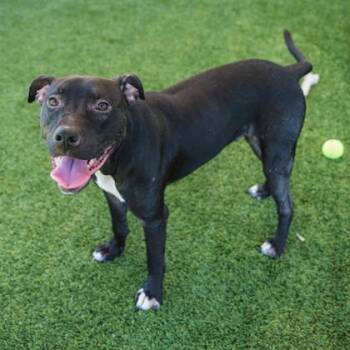 Joy Boy -  Mixed Breed Dog for Adoption in Atlanta, Georgia - Joy Boy | PetCurious