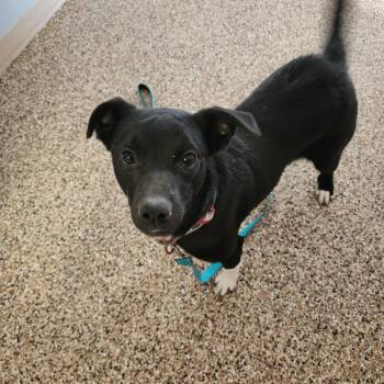 Mixed Breed Dogs Available for Adoption - FALON | PetCurious