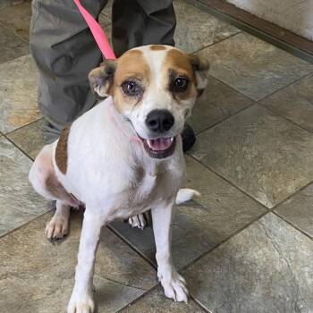 Mable -  Mixed Breed Dog for Adoption in Melrose, Florida - Mable | PetCurious