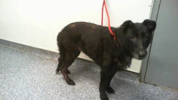FREDA -  German Shepherd Dog Dog for Adoption in Charlotte, North Carolina - FREDA | PetCurious
