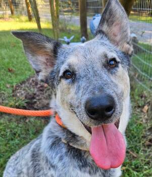 Rocky -  Australian Cattle Dog Blue Heeler Dog for Adoption in Newport, Tennessee - Rocky | PetCurious