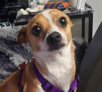 Chihuahua and Terrier Dogs Available for Adoption in Alafaya, Florida - Scooter | PetCurious