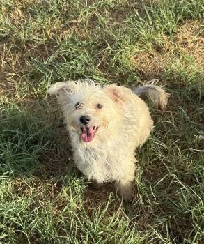 Summer -  Schnauzer and Yorkie Poo Dog for Adoption in San Antonio, Texas - Summer | PetCurious