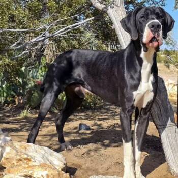 Great Dane Dogs Available for Adoption in Tehachapi, California - Joel | PetCurious