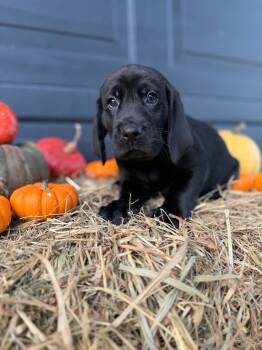 Goose -  Black And Tan Coonhound and Labrador Retriever Dog for Adoption in Dysart, Iowa - Goose | PetCurious