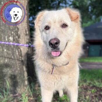 Mandeline -  Great Pyrenees Dog for Adoption in Spring, Texas - Mandeline | PetCurious