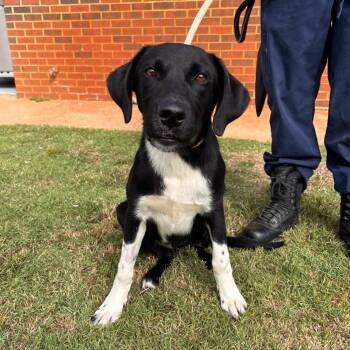 Biscuit -  Labrador Retriever and Australian Shepherd Dog for Adoption in Stillwater, Oklahoma - Biscuit | PetCurious