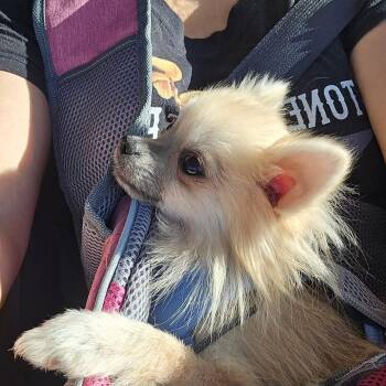 Teemo -  Pomeranian and Chihuahua Dog for Adoption in Warren, Rhode Island - Teemo | PetCurious