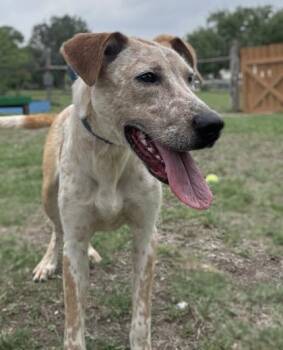 Cattle Dog and Mixed Breed Dogs Available for Adoption in San Antonio, Texas - Instapot | PetCurious