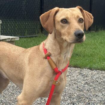 Liberty -  Labrador Retriever Dog for Adoption in Fort Wayne, Indiana - Liberty | PetCurious