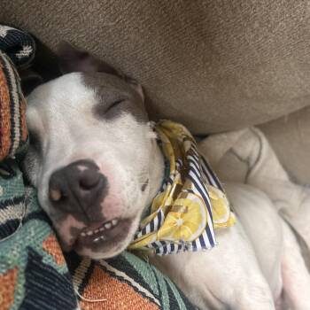 Carlton Banks -  Pit Bull Terrier and Mixed Breed Dog for Adoption in Fayetteville, Arkansas - Carlton Banks | PetCurious