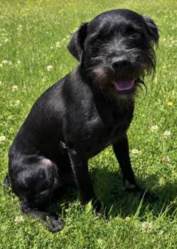 Mason 0144 -  Border Terrier Dog for Adoption in Waldorf, Maryland - Mason 0144 | PetCurious