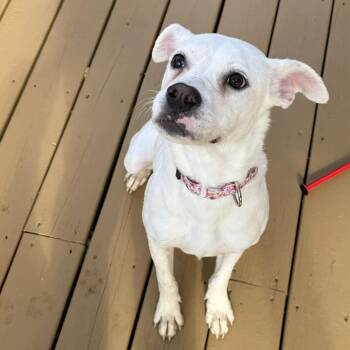 Rescue American Staffordshire Terrier Dogs for Adoption in Blacksburg, Virginia - Coco | PetCurious