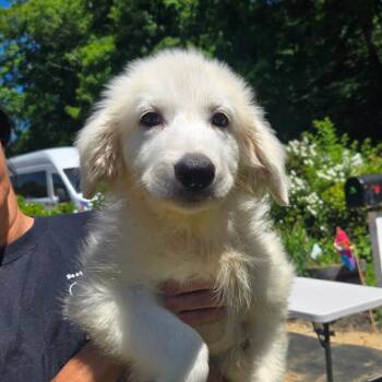 CT Estrella -  Great Pyrenees and Mixed Breed Dog for Adoption in Eastford, Connecticut - CT Estrella | PetCurious