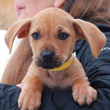 Hound Dogs Available for Adoption - CT Tanner Avail Mar 7 | PetCurious