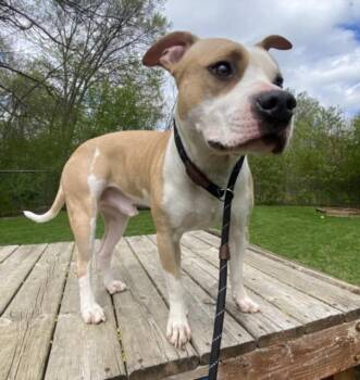 Pit Bull Terrier Dogs Available for Adoption - COLLIN | PetCurious