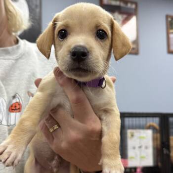 Milo -  Labrador Retriever and Mixed Breed Dog for Adoption in Jefferson, New Jersey - Milo | PetCurious