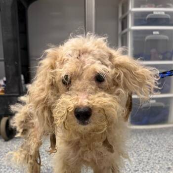 Cubs -  Mixed Breed Dog for Adoption in Greenville, South Carolina - Cubs | PetCurious