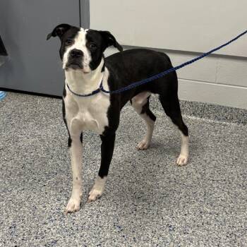 Spot -  Mixed Breed Dog for Adoption in Greenville, South Carolina - Spot | PetCurious