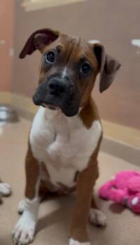 Mayweather -  Boxer Dog for Adoption in Lovingston, Virginia - Mayweather | PetCurious