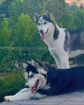Storm and Joy -  Siberian Husky Dog for Adoption in Menifee, California - Storm And Joy | PetCurious