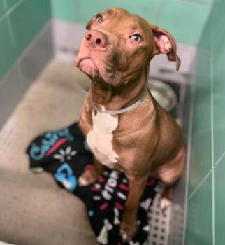 EARMUFF -  Staffordshire Bull Terrier and Mixed Breed Dog for Adoption in Houston, Texas - EARMUFF | PetCurious