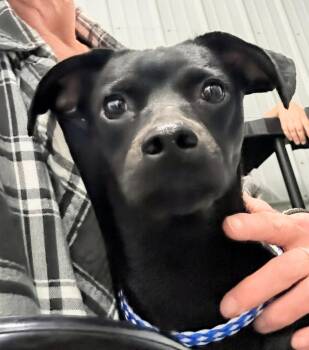 Diamond -  Chiweenie and Pug Dog for Adoption in Scottsburg, Indiana - Diamond | PetCurious