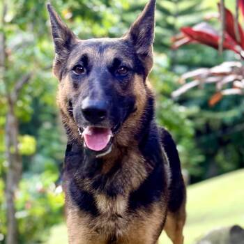 Agatha gentle gem -  German Shepherd Dog Dog for Adoption in Mettawa, Illinois - Agatha Gentle Gem | PetCurious