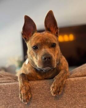 Rescue Pit Bull Terrier Dogs for Adoption in Cleveland, Ohio - Oliver | PetCurious