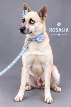Rosalia -  German Shepherd Dog and Husky Dog for Adoption in Lucas, Texas - Rosalia | PetCurious