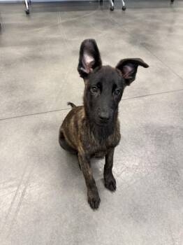 Larry - Located in GA -  Dutch Shepherd Dog for Adoption in Imlay City, Michigan - Larry - Located In GA | PetCurious