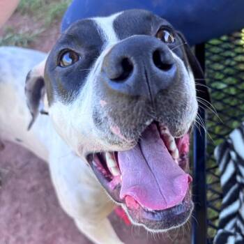 LittleFoot -  Pit Bull Terrier Dog for Adoption in York, Pennsylvania - LittleFoot | PetCurious