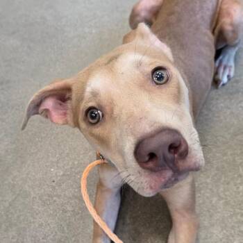 Camellia -  Terrier and Mixed Breed Dog for Adoption in Sand Springs, Oklahoma - Camellia | PetCurious