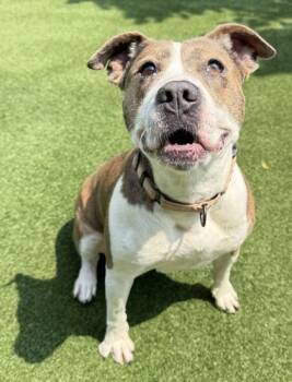 Rescue Pit Bull Terrier and Mixed Breed Dogs for Adoption in Valley View, Ohio - Buttercup | PetCurious