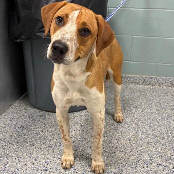 Hound Dogs Available for Adoption in Greenville, South Carolina - Indiana Bones | PetCurious