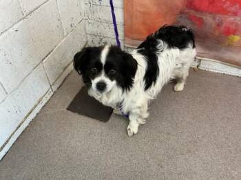 Chihuahua and Mixed Breed Dogs Available for Adoption in San Bernardino, California - LIAM | PetCurious