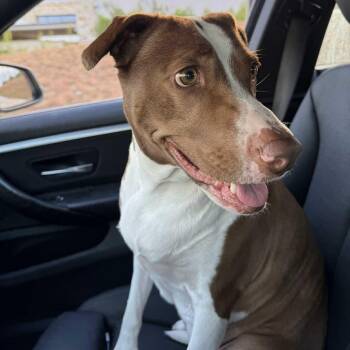 Rescue Labrador Retriever Dogs for Adoption in Williston, Vermont - Penelope | PetCurious