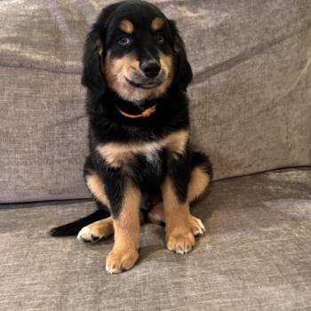 Australian Shepherd and Golden Retriever Dogs Available for Adoption in Fort Worth, Texas - Polo Lux | PetCurious