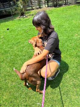 SOL -  German Shorthaired Pointer Dog for Adoption in Langley Township, British Columbia - SOL | PetCurious