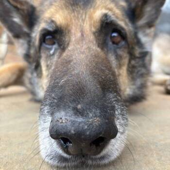 German Shepherd Dog Dogs Available for Adoption in Raleigh, North Carolina - Walter | PetCurious
