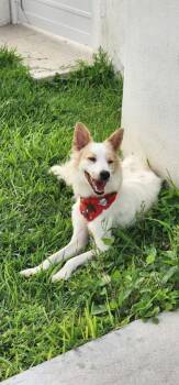 Zorrita -  Spaniel and Italian Greyhound Dog for Adoption in Ramona, California - Zorrita | PetCurious