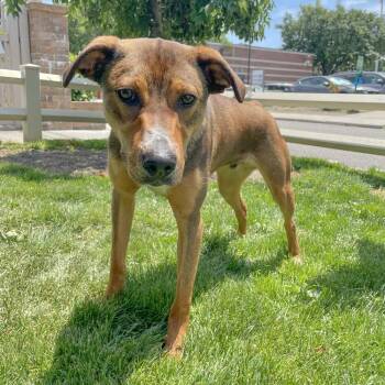 Stanley -  Mixed Breed Dog for Adoption in Port Washington, New York - Stanley | PetCurious