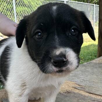 Shepherd and Terrier Dogs Available for Adoption in Helena, Alabama - Hoagie | PetCurious