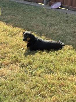 Dolly -  Mixed Breed Dog for Adoption in Dallas, Texas - Dolly | PetCurious