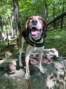 Rescue American Foxhound Dogs for Adoption in Punta Santiago, Humacao - Darling Dolly | PetCurious